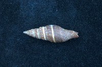 藏品(黑筆螺)的圖片